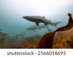 Grey nurse shark over kelp forest with many fishes