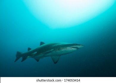 Grey nurse shark swimming 