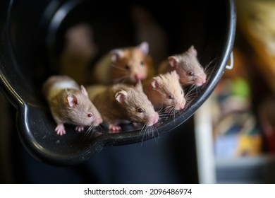 A lot of Grey and orange  hamsters stand and ready to eat in a black plastic bucket, standing and looking to the camera, Mouse face and Moustache in focus, many hamsters out of focus, mustache  
