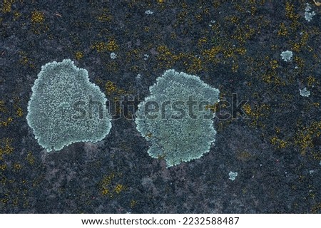Grey and orange lichen growing on stone close up. Rock surface with colorful lichens, natural abstract texture