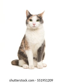 Grey, orange and white female cat sitting seen from the front facing the camera isolated on a white background - Shutterstock ID 551951209