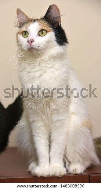 Grey Orange White Female Cat Sitting Stock Photo Edit Now 1483008590