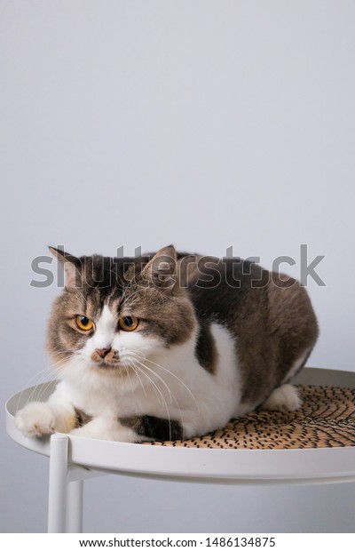 Grey Orange White Female Cat Sitting Stock Photo Edit Now 1486134875