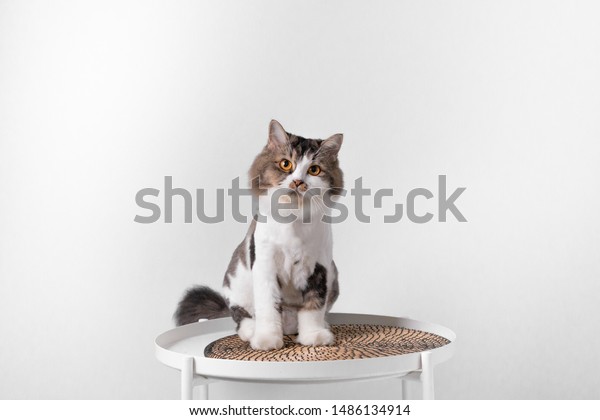 Grey Orange White Female Cat Sitting Stock Photo Edit Now 1486134914