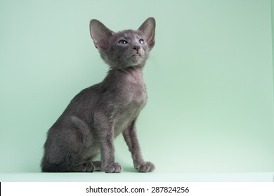 6,325 Oriental Shorthair Cat Images, Stock Photos & Vectors 