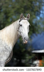 Grey Orlov Trotter Mare