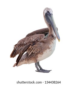 Grey Pacific Pelican Isolated On White.