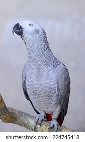 A Grey Parrot In The Branches  