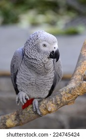 A Grey Parrot In The Branches 