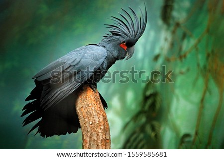 Grey parrot with crest. Detail portrait of dark parrot Palm cockatoo, Probosciger aterrimus, talon in the bill, New Guinea. Head of big grey bird. Wildlife scene from New Guinea, nature habitat.