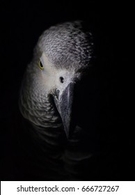 Grey parrot. Portrait of a parrot jaco front view. Bird on a black background.