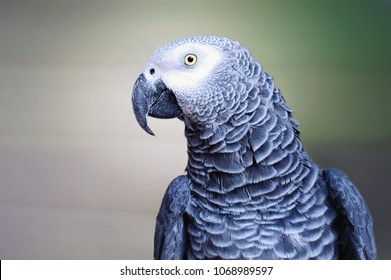 The grey parrot Psittacus erithacus, also known as the Congo grey parrot or African grey parrot, is an Old World parrot in the family Psittacidae.