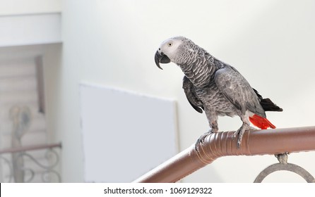 The grey parrot Psittacus erithacus, also known as the Congo grey parrot or African grey parrot, is an Old World parrot in the family Psittacidae.