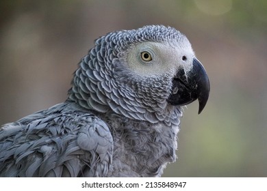 Grey Parrott Profile Portrait Closeup