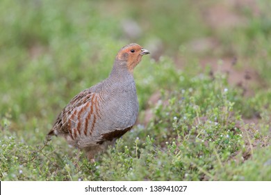 Grey Partridge