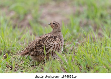 Grey Partridge