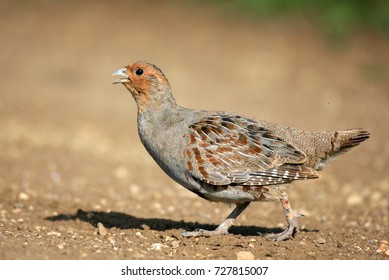 Grey Partridge partridge in a beautiful light - Shutterstock ID 727815007