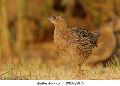 Grey Partridge Bird