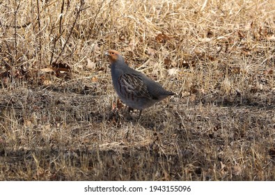 Grey Partridge Bird Spring Sunshine 