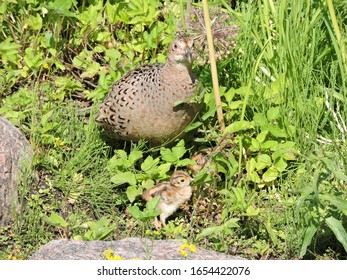 Grey Partridge With Chick In The Grass