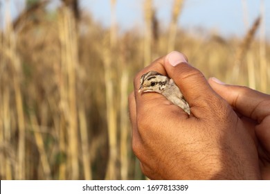 Grey Partridge Chick In Human Hand Cupped Picture