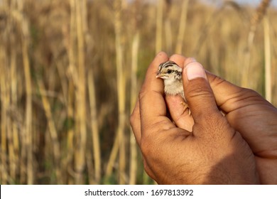 Grey Partridge Chick In Human Hand Cupped Picture