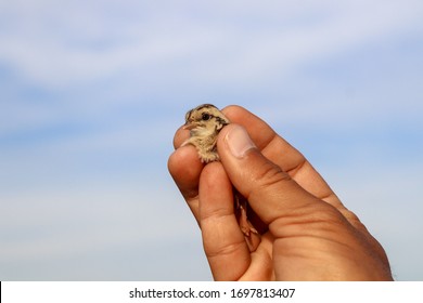 Grey Partridge Chick In Human Hand Cupped Picture