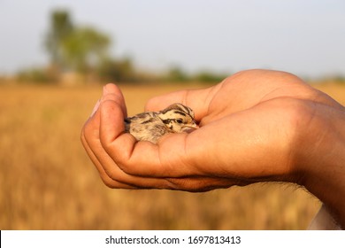 Grey Partridge Chick In Human Hand Cupped Picture