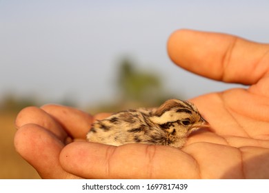 Grey Partridge Chick Portrait In Field