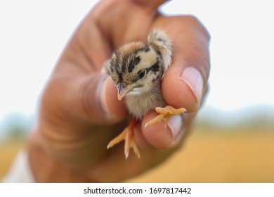 Grey Partridge Chick Portrait In Field