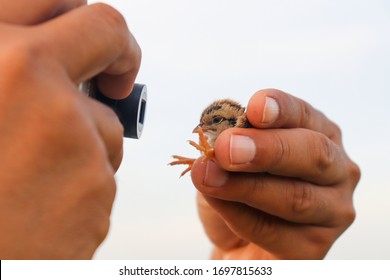 Grey Partridge Chick Taking Picture With Camera