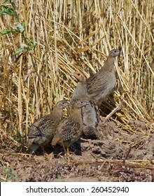 Grey Partridge Family In The Field