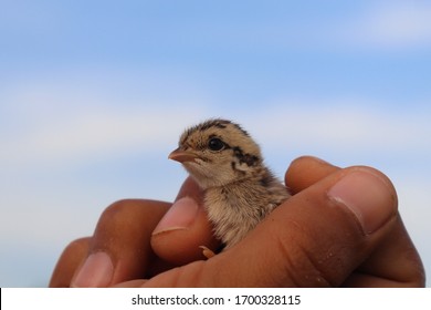 Grey Partridge Or Grey Francolin Chick In My Hand