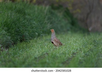 Grey Partridge Mating Call. Hun On The Field. European Wildlife During Spring. 