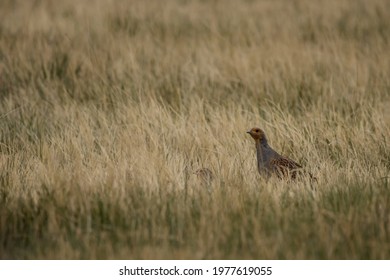 Grey Partridge Paired Off In Early Spring