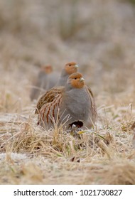 Grey Partridge - Perdix Perdix