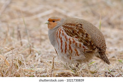 Grey Partridge - Perdix Perdix