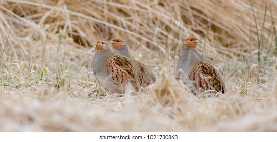 Grey Partridge - Perdix Perdix