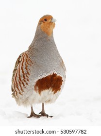 Grey Partridge (Perdix Perdix)