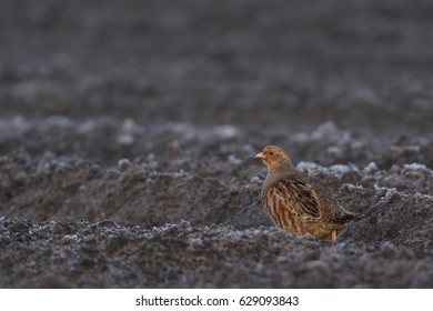 Grey Partridge Run Over The Field, Cold Day In Spring, (Perdix Perdix)