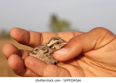 Grey Partridge Scientific Name Perdix Perdix Newly Hatched Chick In My Hand