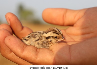 Grey Partridge Scientific Name Perdix Perdix Newly Hatched Chick In My Hand