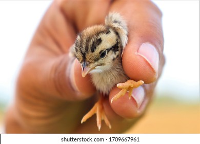 Grey Partridge Scientific Name Perdix Perdix Newly Hatched Chick In My Hand