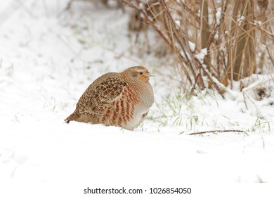 Grey Partridge In Snow