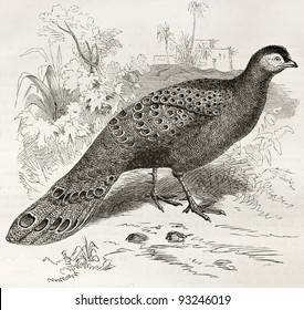 Grey Peacock-Pheasant old illustration (Polyplectron bicalcaratum). Created by Kretschmer and Schmid, published on Merveilles de la Nature, Bailliere et fils, Paris, ca. 1878