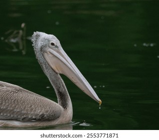 A grey pelican bird swimming on the river while searching for fishes - Powered by Shutterstock