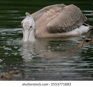 A grey pelican bird swimming on the river while searching for fishes - Powered by Shutterstock