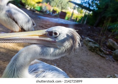 A Grey Pelican (Pelecanus Rufescens)