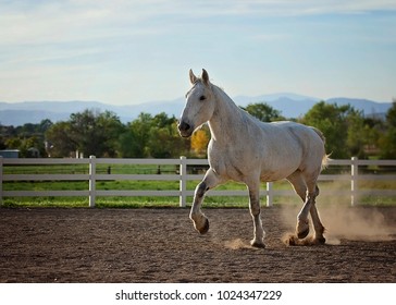 Grey Percheron Horse