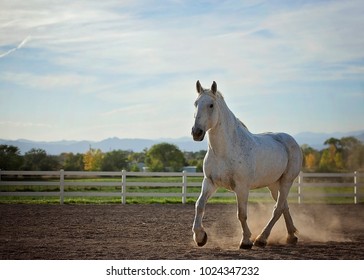 Grey Percheron Horse